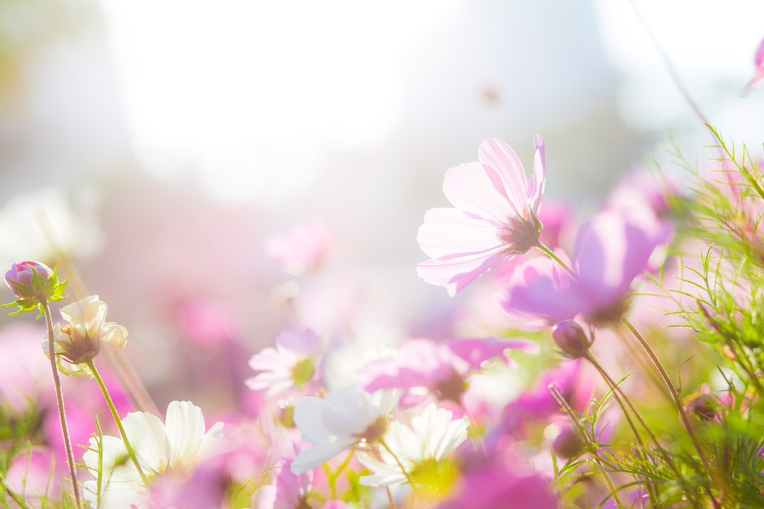 お花と光